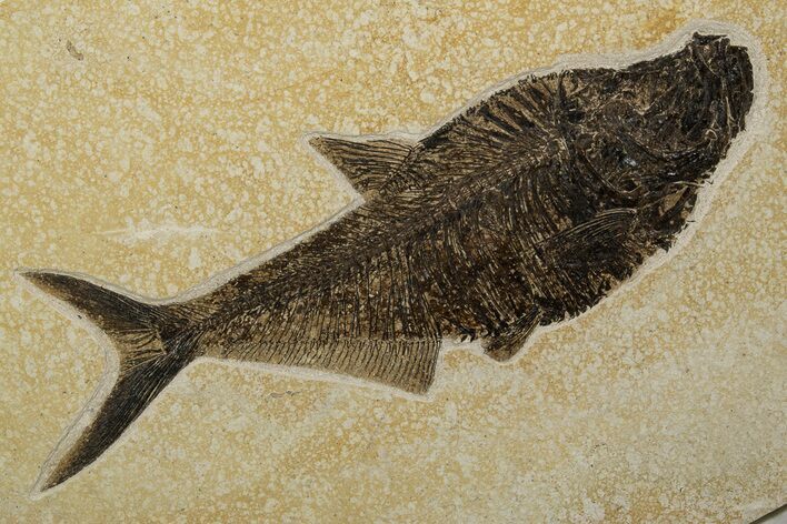 Beautiful Fossil Fish (Diplomystus) - Ready To Hang On Wall #299816